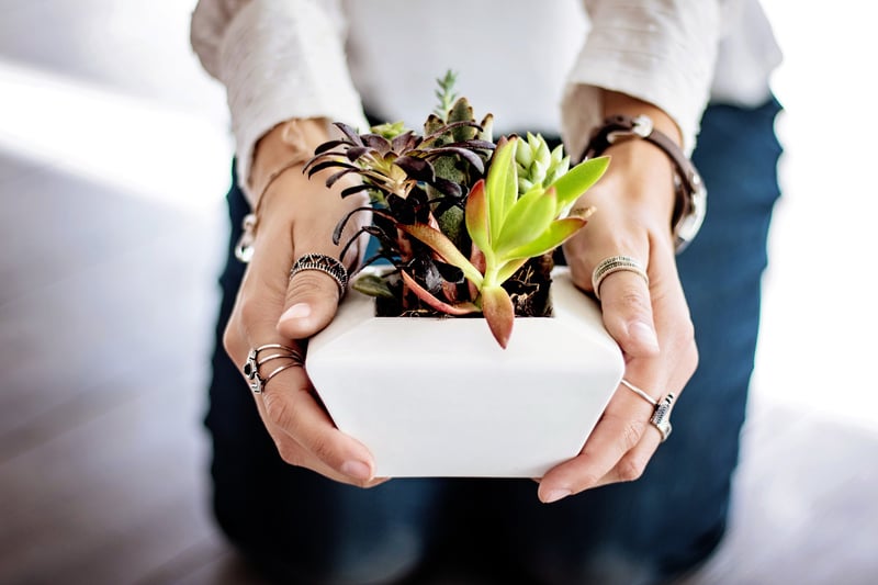 dotag_Blog_Inhalt_succulents