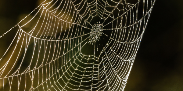 blog-listing-matrixorganisationen